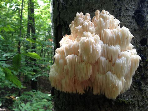 mushroom heaf